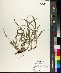 Carex abscondita image