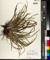 Carex abscondita image