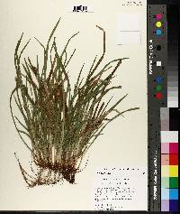 Carex abscondita image