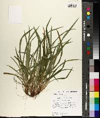 Carex abscondita image