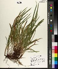 Carex abscondita image