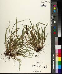 Carex abscondita image