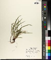 Carex abscondita image