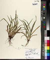 Carex abscondita image