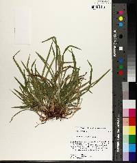 Carex abscondita image