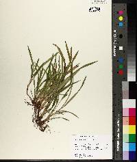 Carex abscondita image