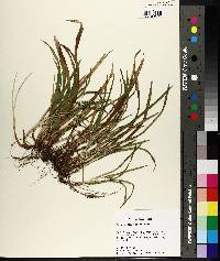 Carex abscondita image