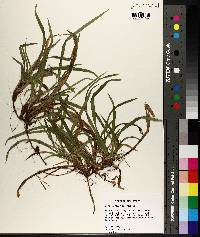 Carex abscondita image