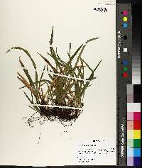 Carex abscondita image