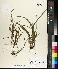 Carex abscondita image