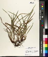 Carex abscondita image