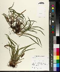 Carex abscondita image