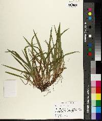 Carex abscondita image