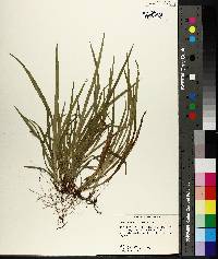 Carex abscondita image