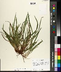 Carex abscondita image