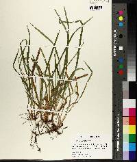 Carex abscondita image