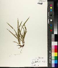 Carex abscondita image