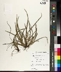 Carex abscondita image