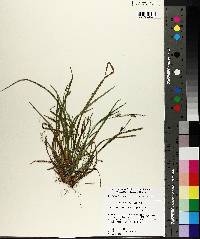 Carex digitalis var. floridana image