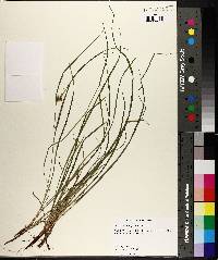 Carex bulbostylis image