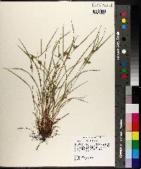 Carex bulbostylis image