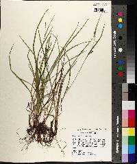 Carex bulbostylis image