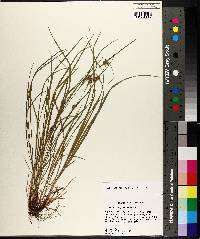 Carex bulbostylis image