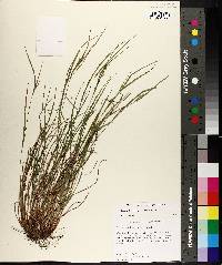 Carex bulbostylis image