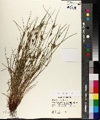 Carex bulbostylis image