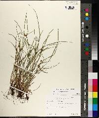 Carex bulbostylis image