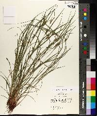 Carex bulbostylis image