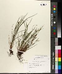 Carex bulbostylis image