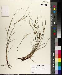 Carex bulbostylis image