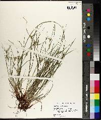 Carex bulbostylis image