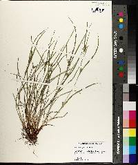 Carex bulbostylis image