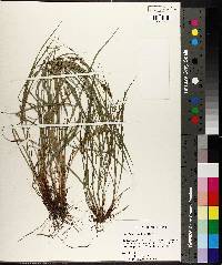 Carex bulbostylis image