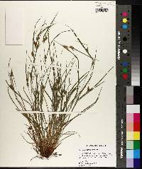 Carex bulbostylis image