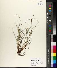 Carex bulbostylis image