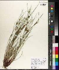 Carex bulbostylis image