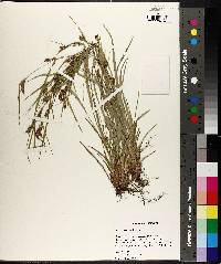 Carex corrugata image