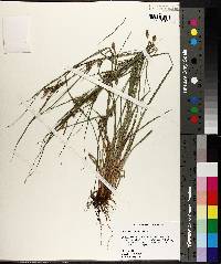 Carex corrugata image