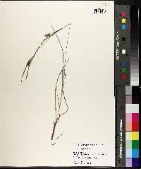 Carex corrugata image