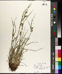 Carex corrugata image