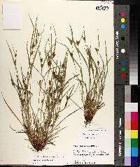 Carex corrugata image