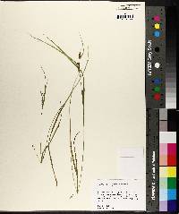 Carex corrugata image