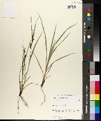 Carex corrugata image