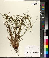 Carex corrugata image