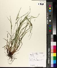 Carex corrugata image