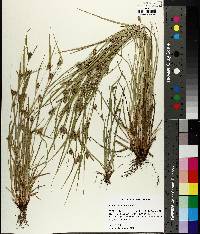 Carex corrugata image