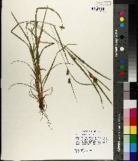 Carex corrugata image